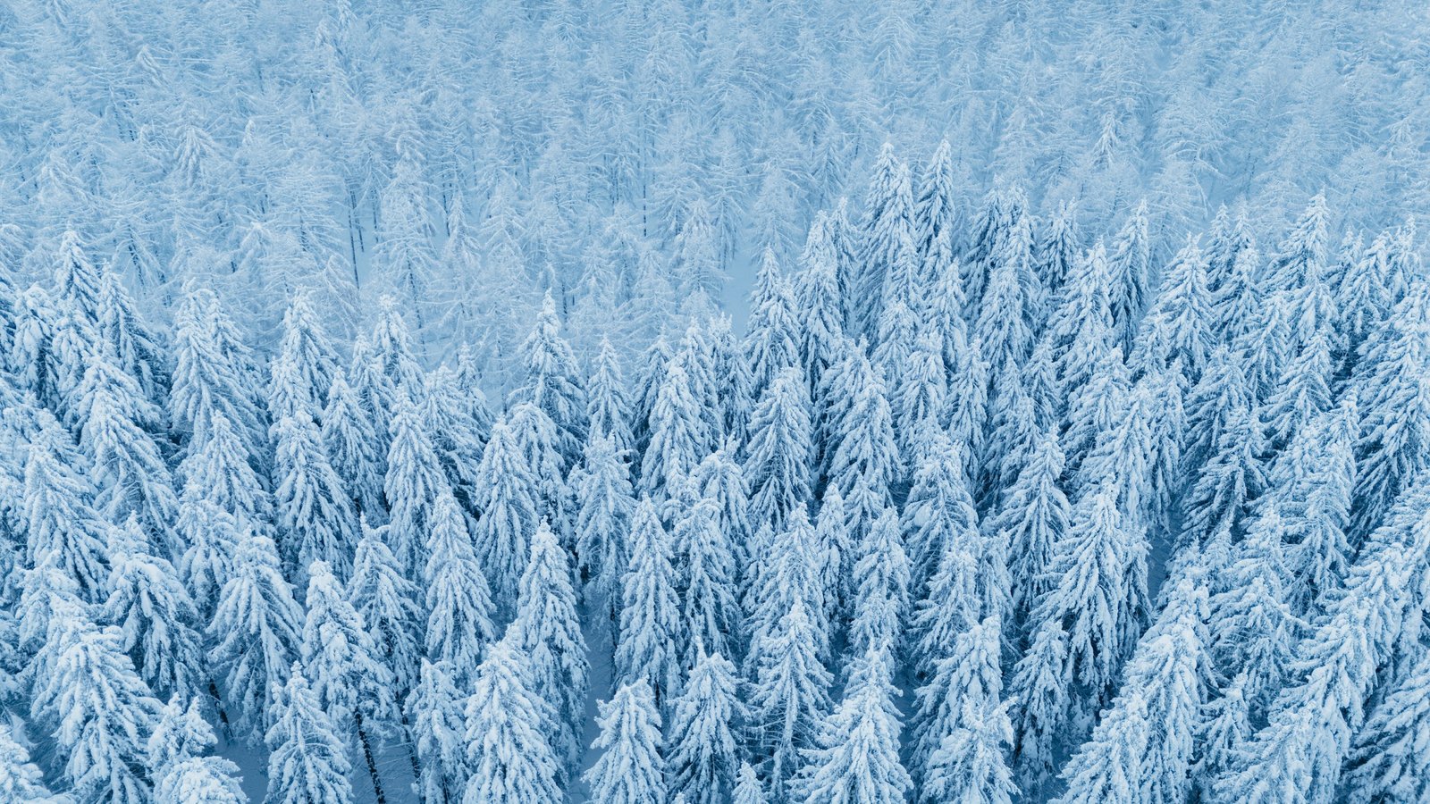 Bosque nevado y caminantes en la nieve – fotografía de Alex Berasategi